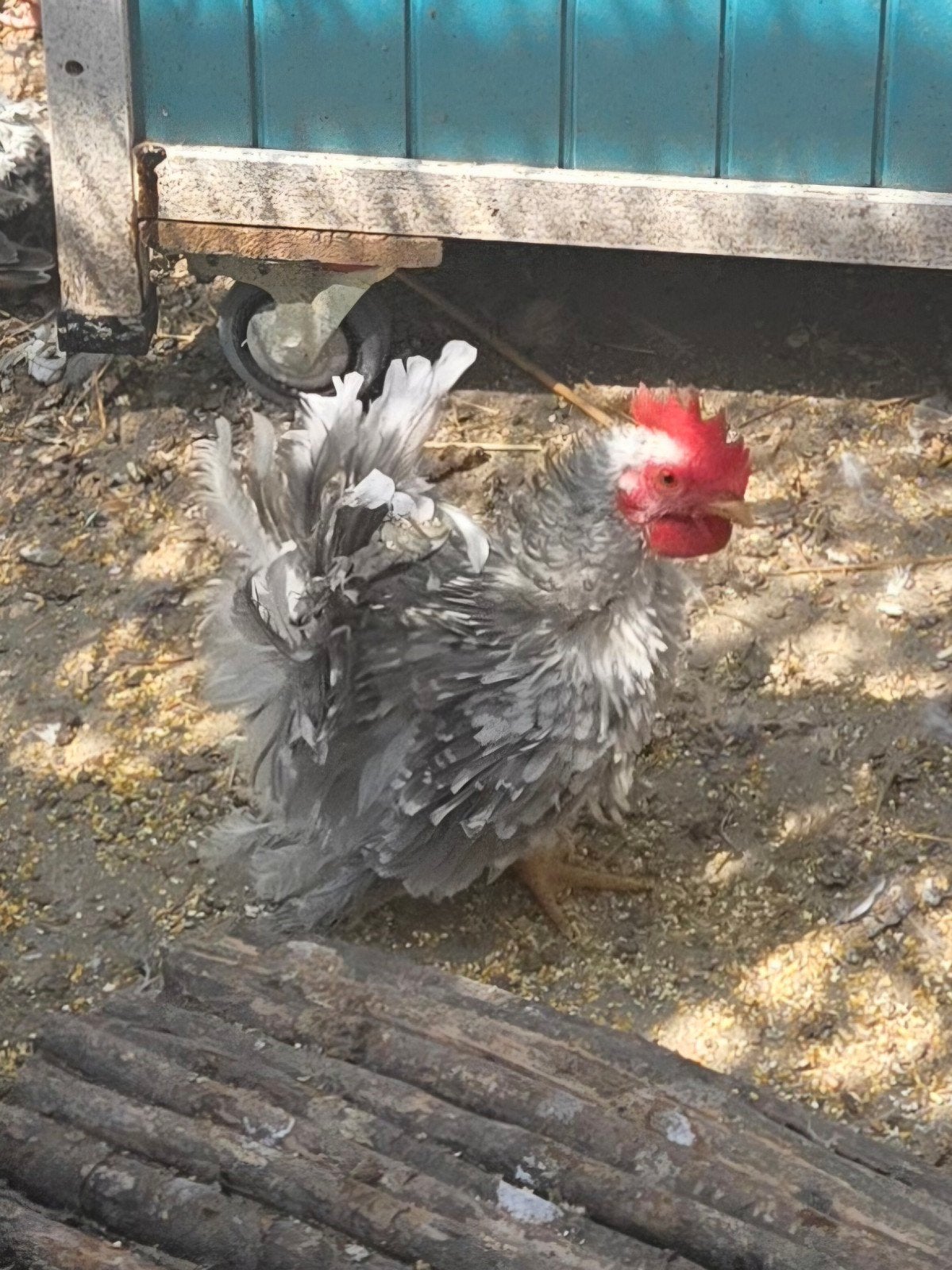 Serama krulveer haantje, Dieren en Toebehoren, Mannelijk, Kip