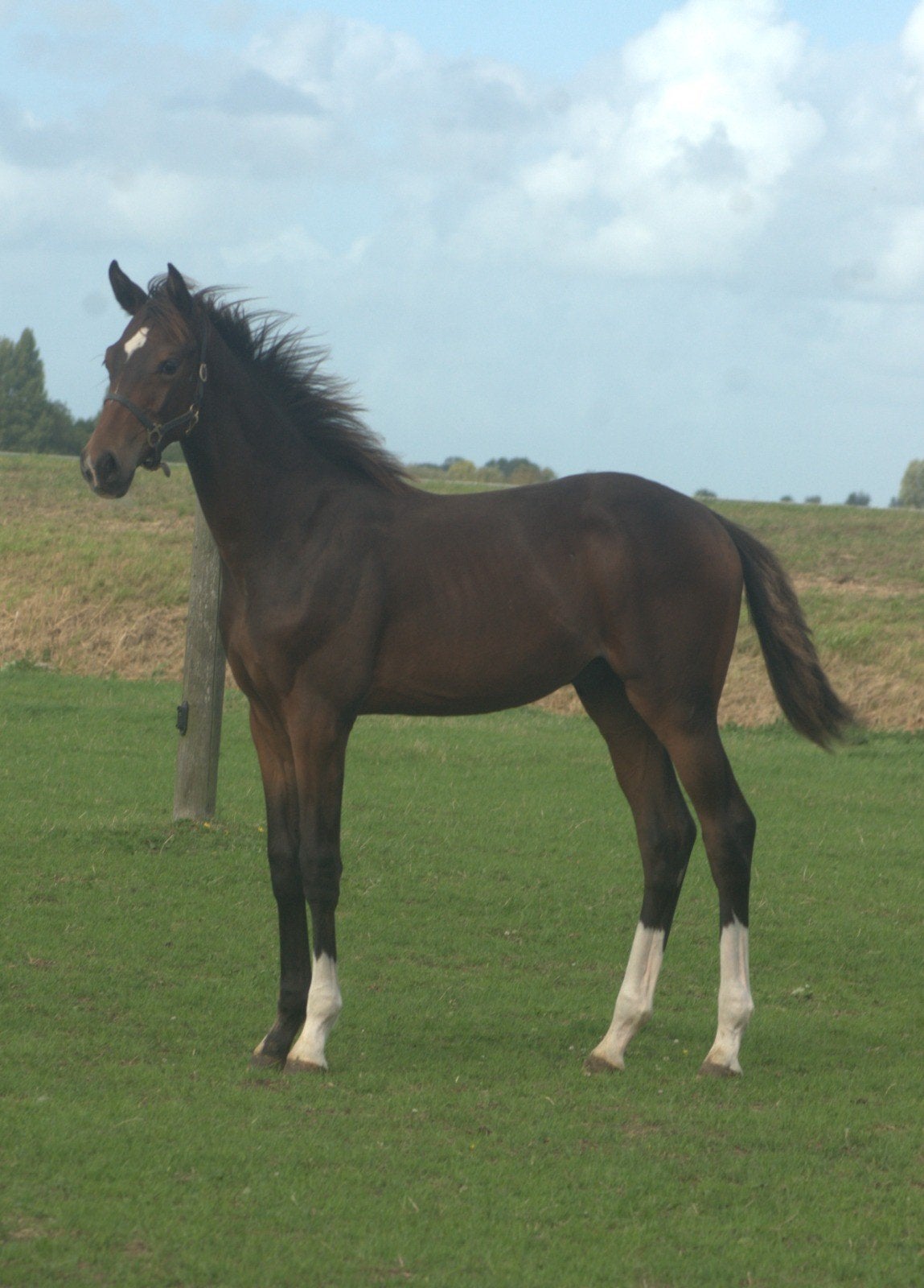 ⚜️️Talent vol hengstveulen!️⚜️, Minder dan 160 cm, Met stamboom, Niet van toepassing, Dressuurpaard