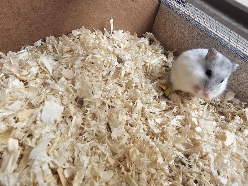 2 tamme hamsters, Hamster, Februari, Mannelijk, Tam