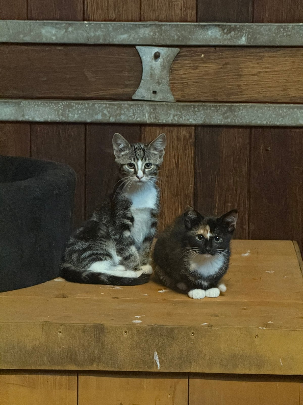 Te koop mooie aanhankelijke kittens, Meerdere dieren, Kortharig, 0 tot 2 jaar