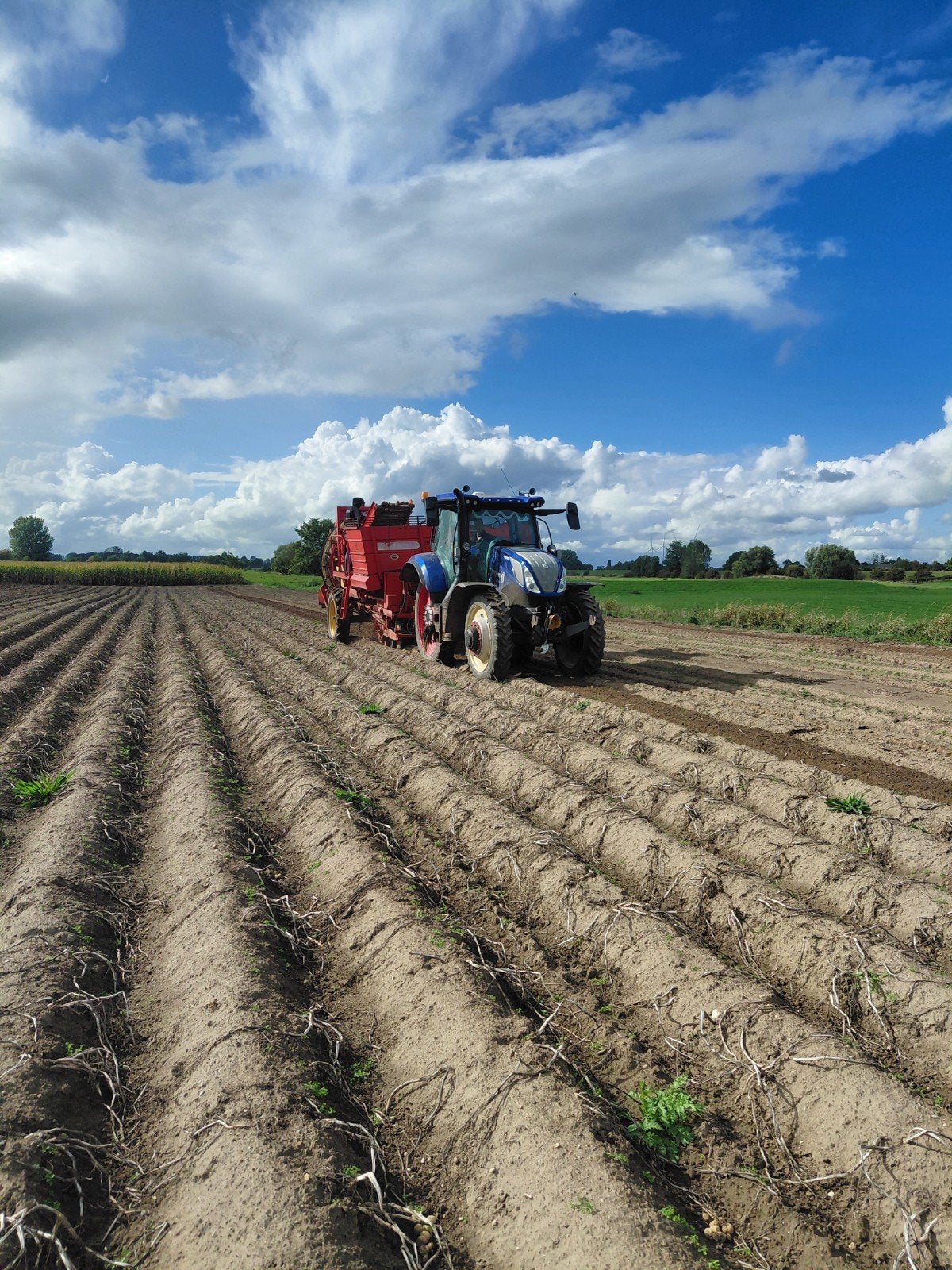 Verse aardappelen - Direct van het land!, Ophalen of Verzenden
