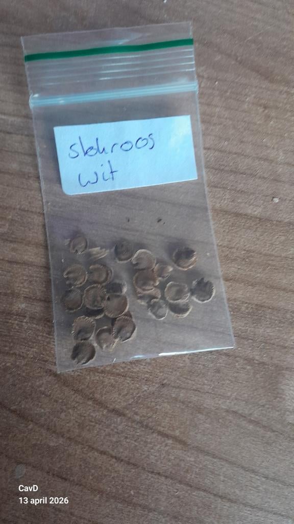 Stokroos dubbelbloemig wit - Zaden, Ophalen of Verzenden, Voorjaar, Volle zon, Zaad