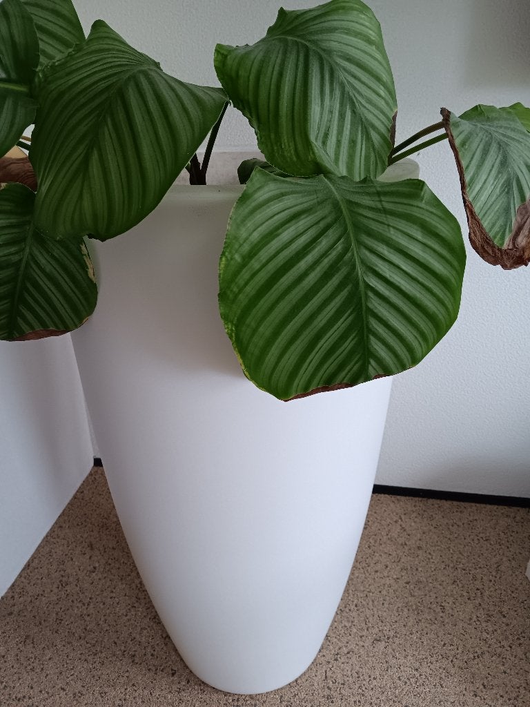 Elho pot wit incl. Plant, Tuin en Terras, Ophalen, Kunststof, 40 cm of meer, Rond