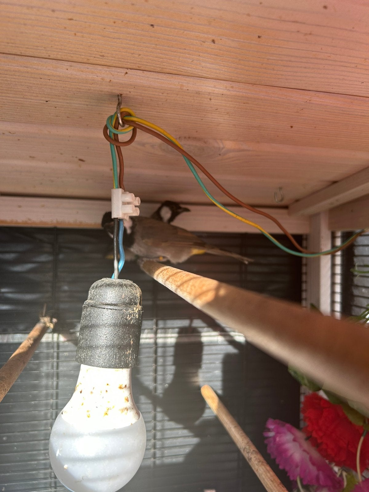 Witte oor buulbuul xxxll koppel, Huis en Inrichting, Ophalen of Verzenden, Zo goed als nieuw