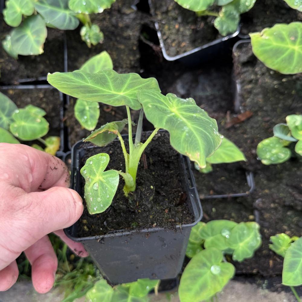 colocasia madeira star, Tuin en Terras, Planten | Tuinplanten, Ophalen of Verzenden, Overige soorten, Volle zon