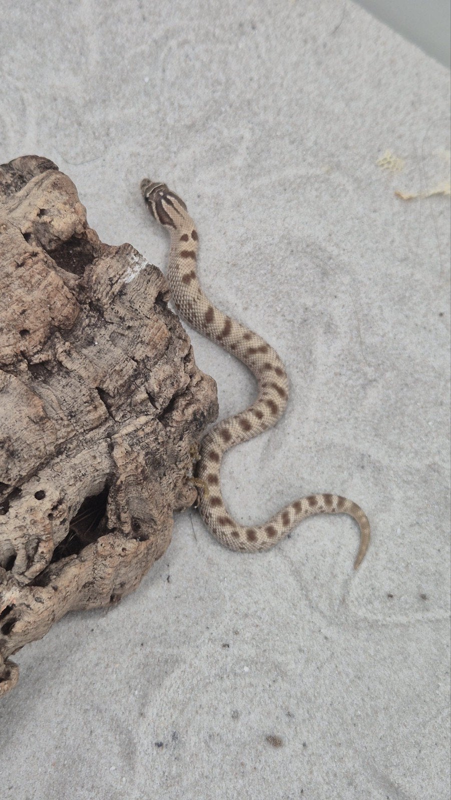 Haakneusslang het snow Hognose Snake - female for sale from De Jong