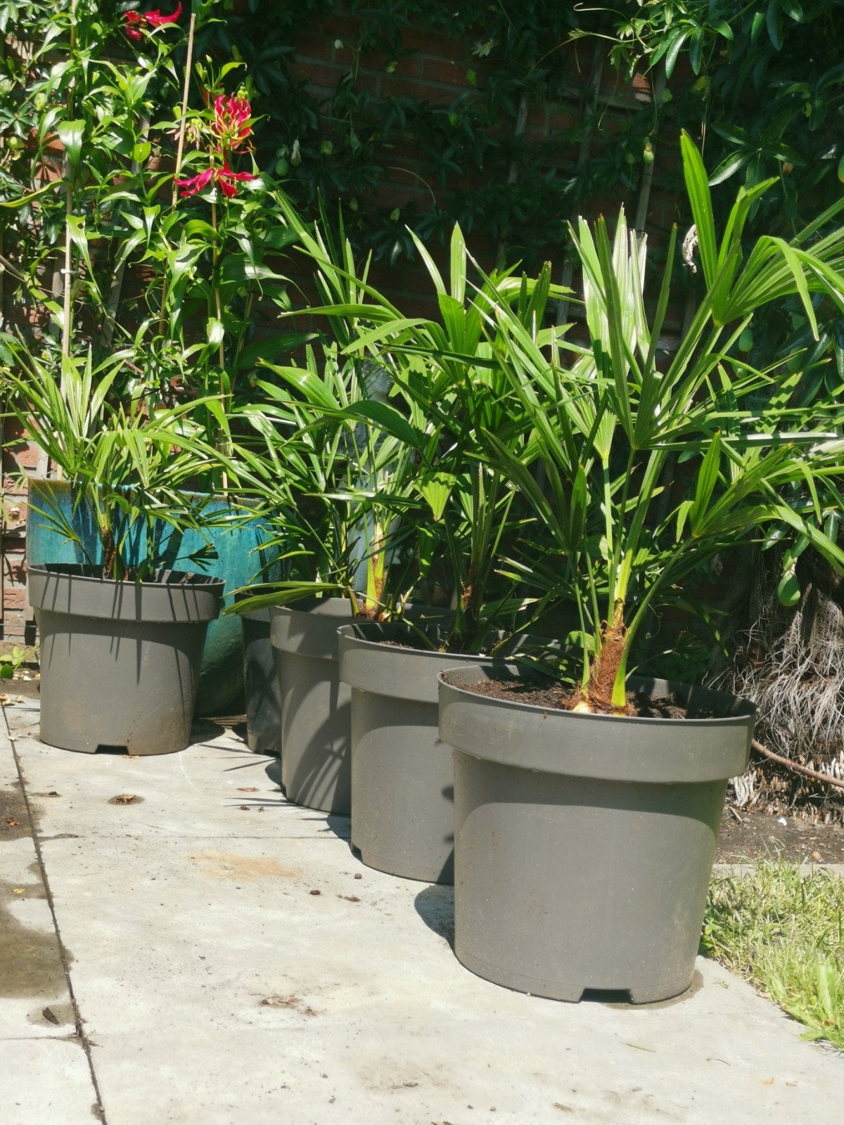 Palmboom, Tuin en Terras, Ophalen, Bloeit niet, Overige soorten, Volle zon
