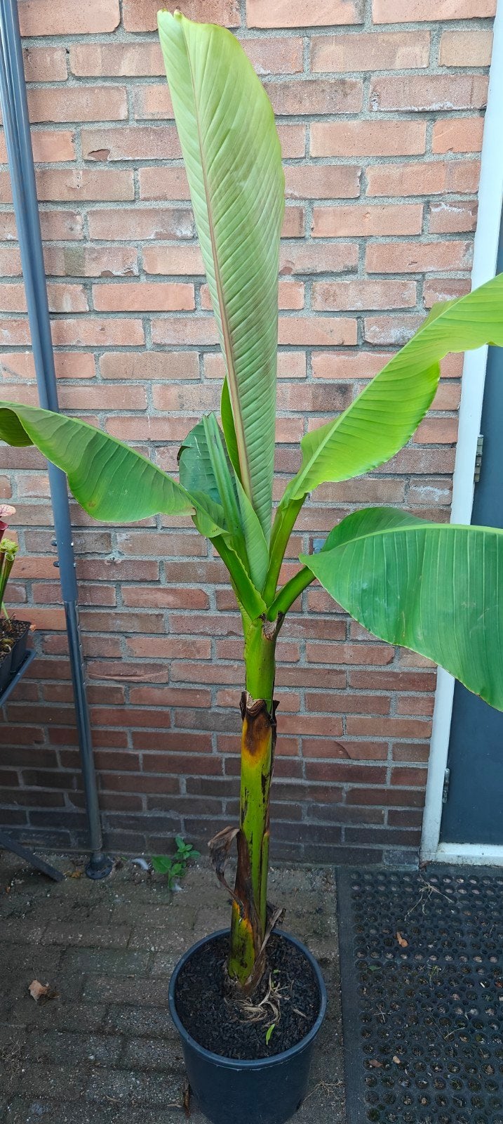 Musa basjoo, Tuin en Terras, Overige soorten, 100 tot 250 cm, Zomer, Ophalen