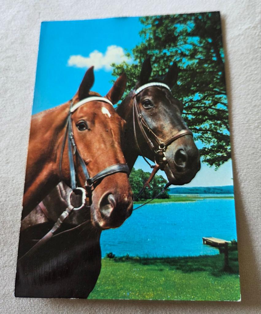Twee bruine paarden, Verzenden, Ongelopen, Paard