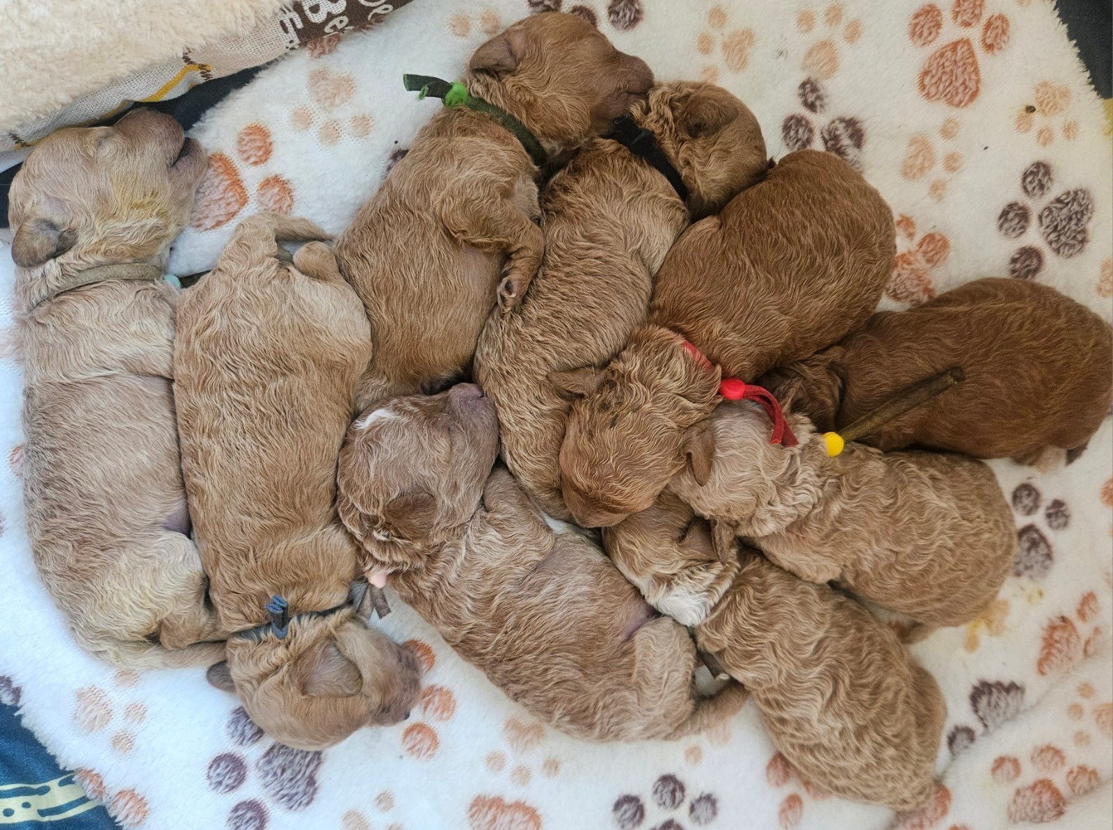 Cockapoo puppy's, 8 tot 15 weken, Meerdere, Meerdere dieren, Nederland