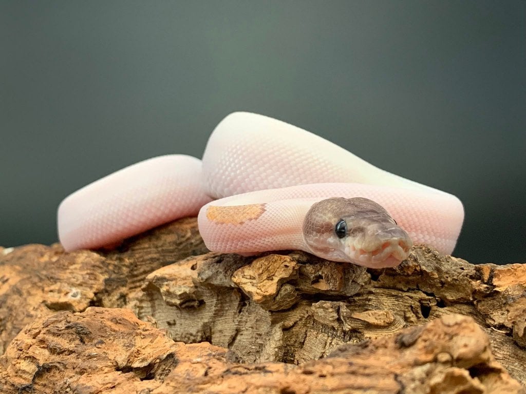 0.1 GHI mojave piebald python regius Ball Python photo 4