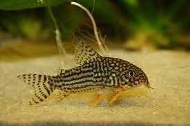 Corydora sterbai, Dieren en Toebehoren, Vis, Zoetwatervis, Schoolvis
