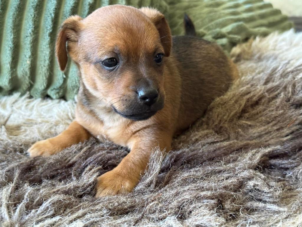 Nog 1 reutje beschikbaar, Dieren en Toebehoren, Honden | Jack Russells en Terriërs, Jack Russell Terriër, Reu, 8 tot 15 weken