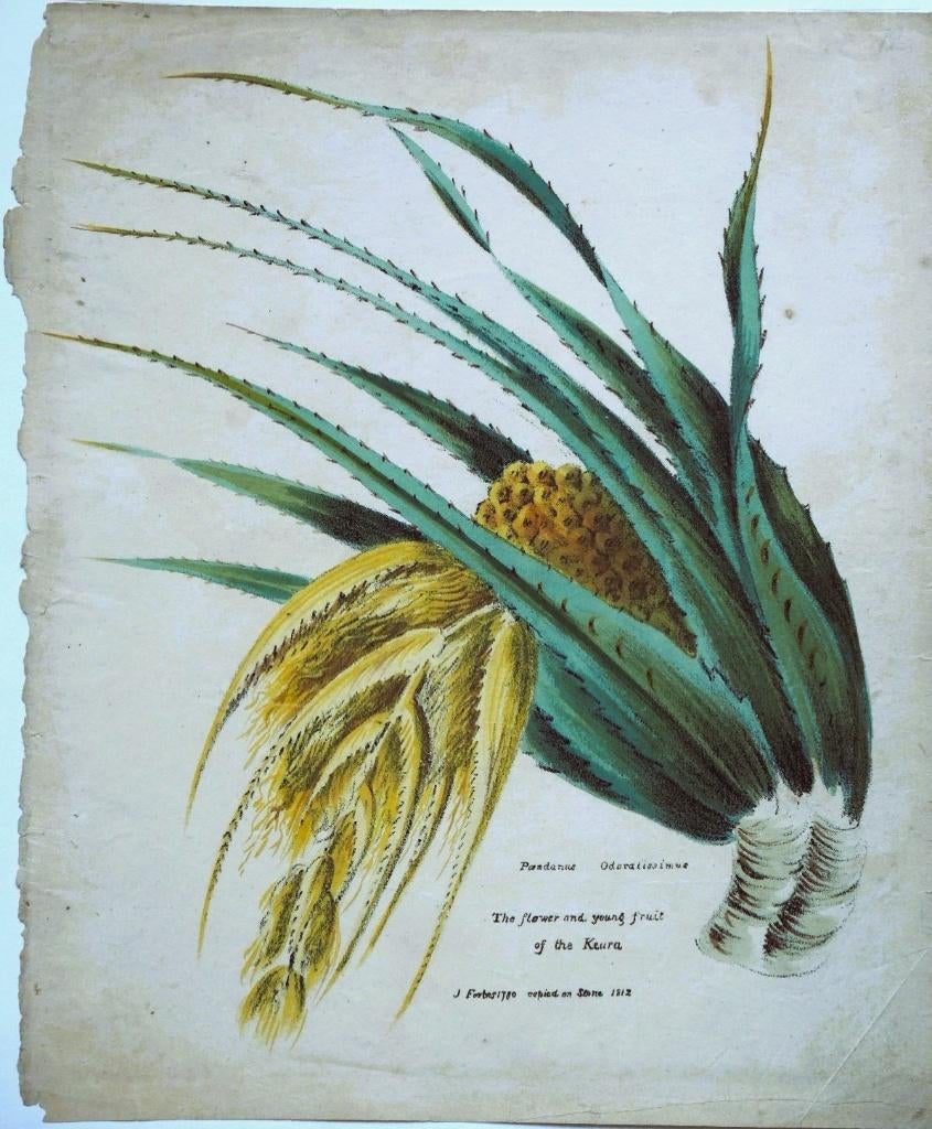 James Forbes litho "The Flower and Young Fruit of the Keura", Ophalen, Minder dan 50 cm, Gebruikt, Oorspronkelijke maker