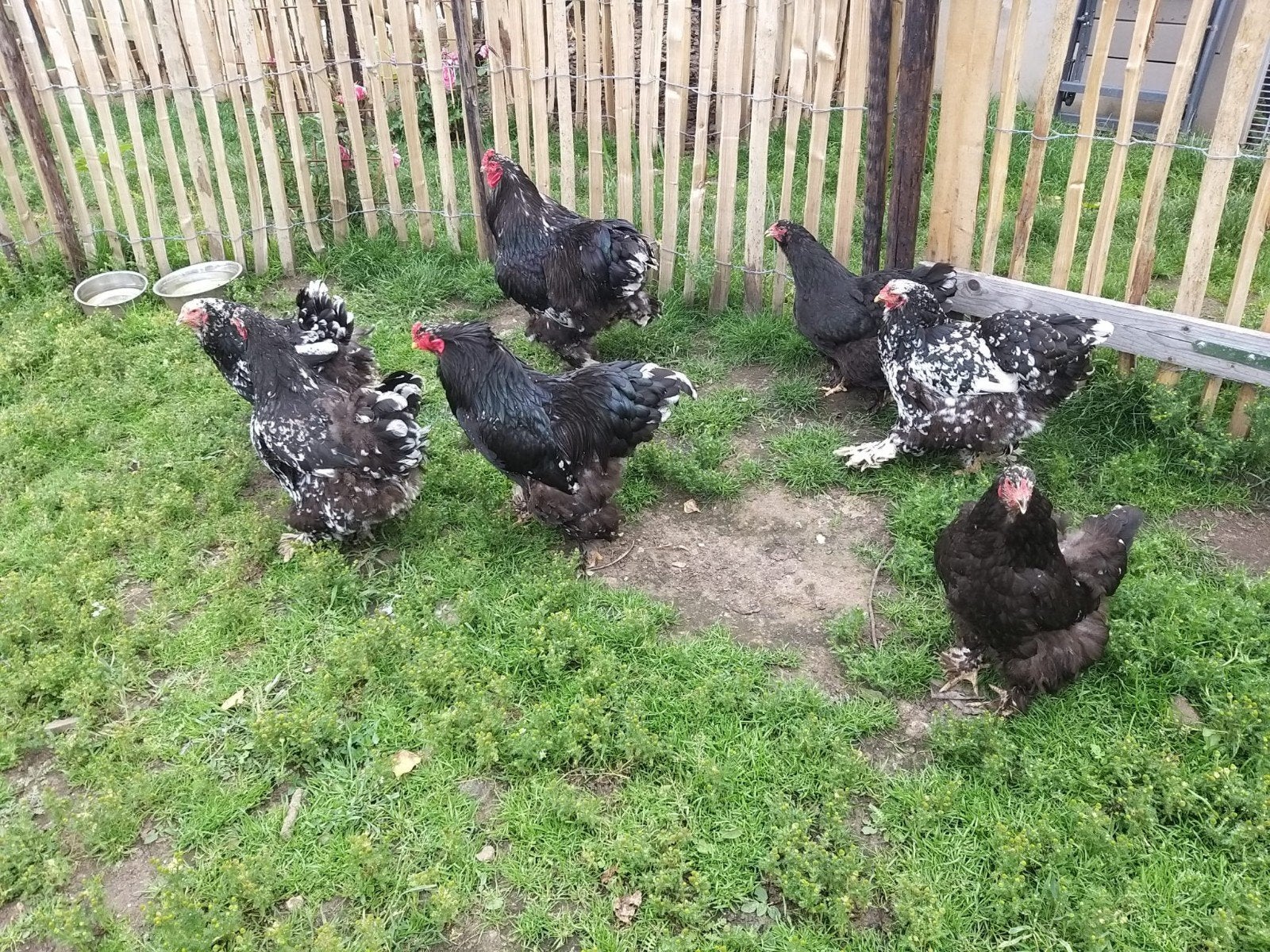 Brahma, Dieren en Toebehoren, Pluimvee, Meerdere dieren, Kip