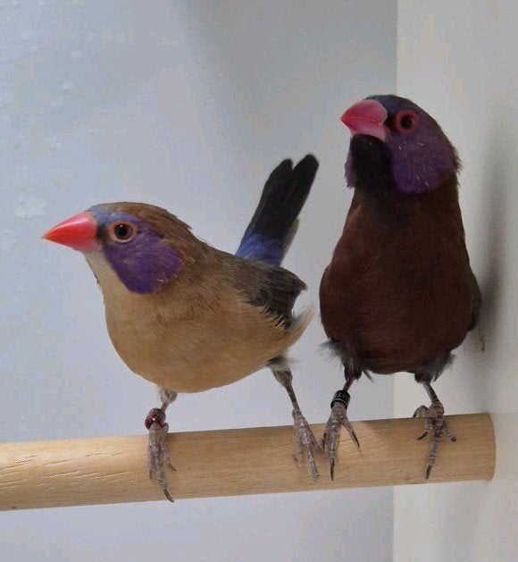 Overige vogels, tropen, kardinalen en gezocht., Dieren en Toebehoren, Vogels | Overige Vogels, Meerdere dieren, Tropenvogel