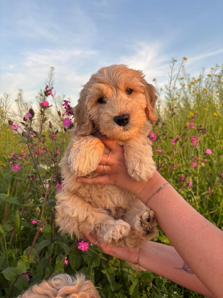 Medium labradoodle reutje, 8 tot 15 weken, Eén hond, Nederland, Fokker | Hobbymatig