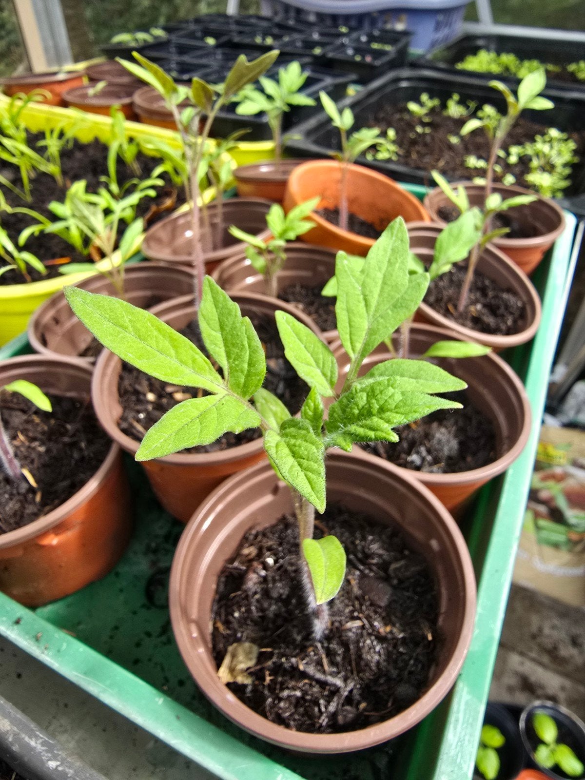 Biologische Vlees Tomaat Plantjes - Zelf Kweken, Tuin en Terras, Ophalen, Eenjarig, Fruitplanten, Volle zon