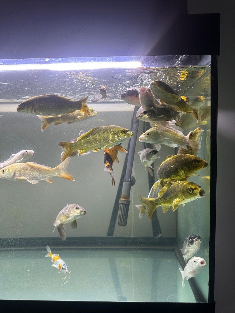 Japanse koi 12-20 cm, Dieren en Toebehoren, Karper of Koi