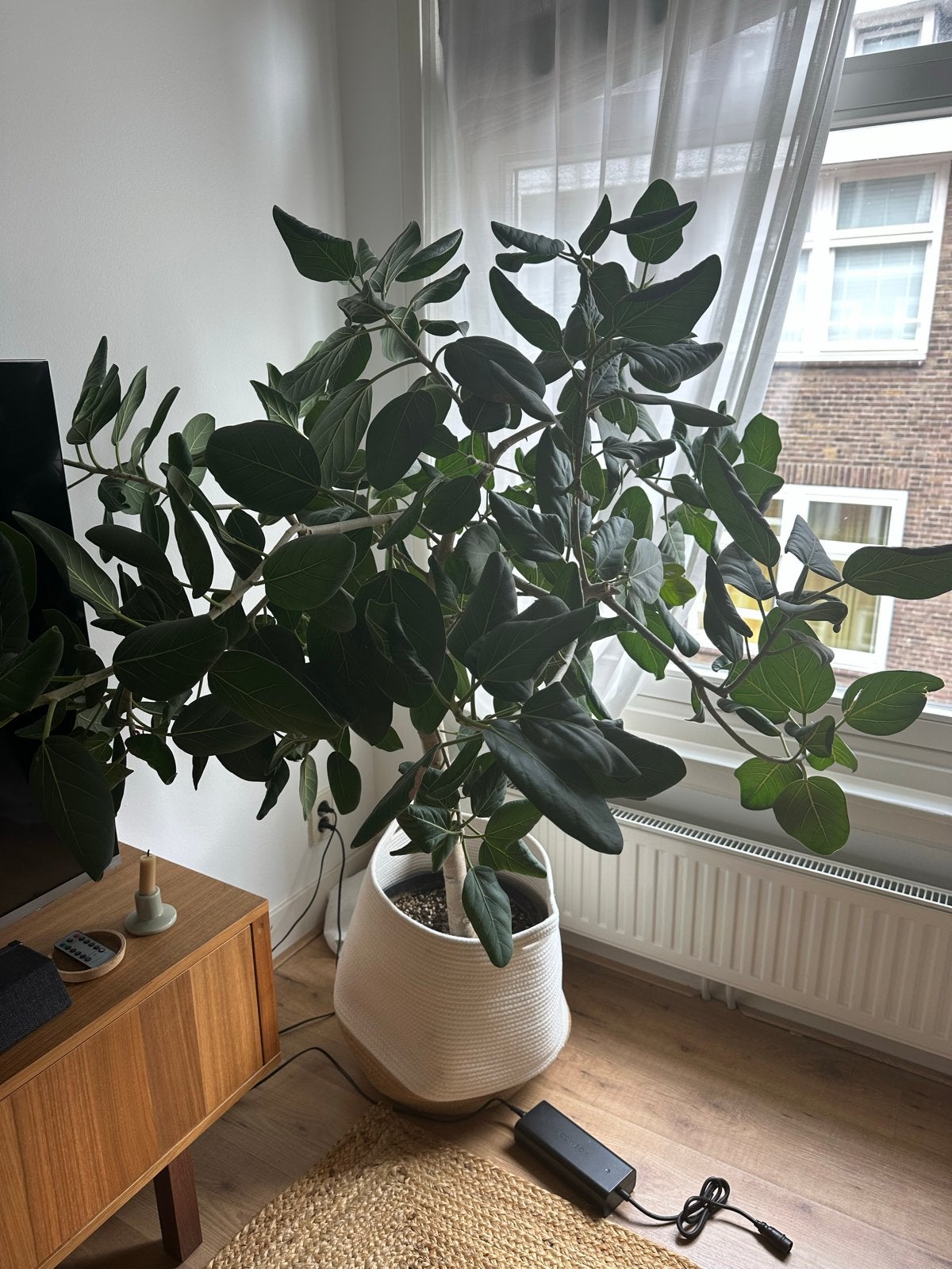 Grote Audrey Ficus boom - 1.5m hoog, gezond en groeit, Huis en Inrichting, Ophalen, Ficus, Halfschaduw, In pot