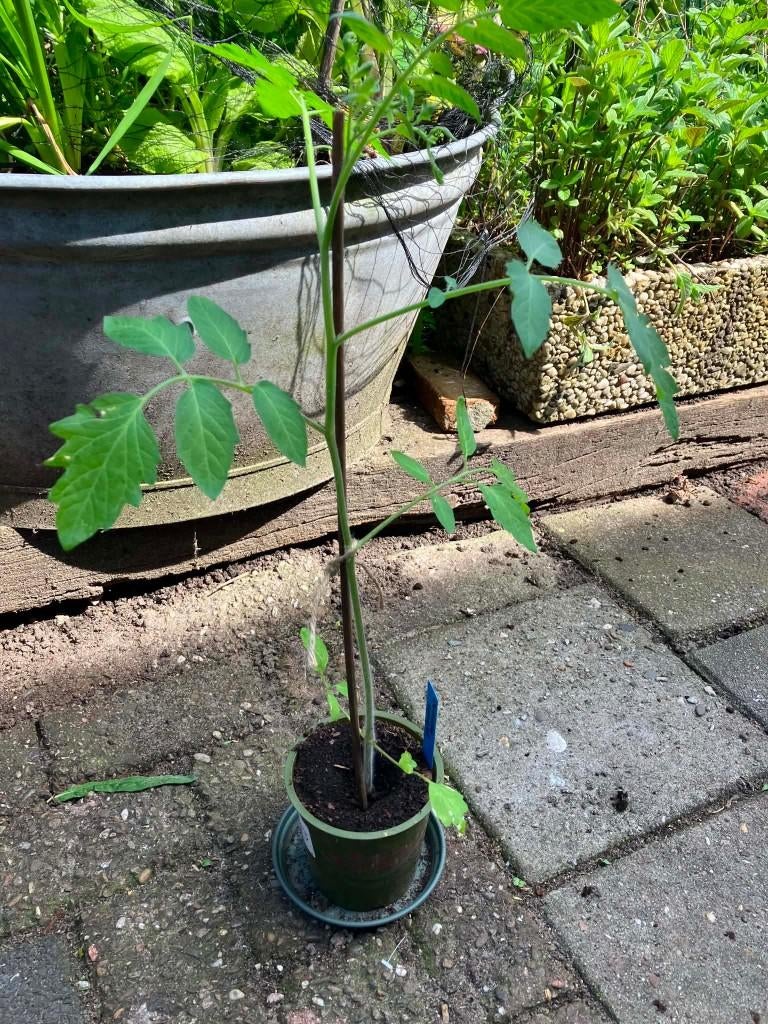 Stekplant Dolcetto tomaat, Ophalen, Volle zon, Groenteplanten, Eenjarig