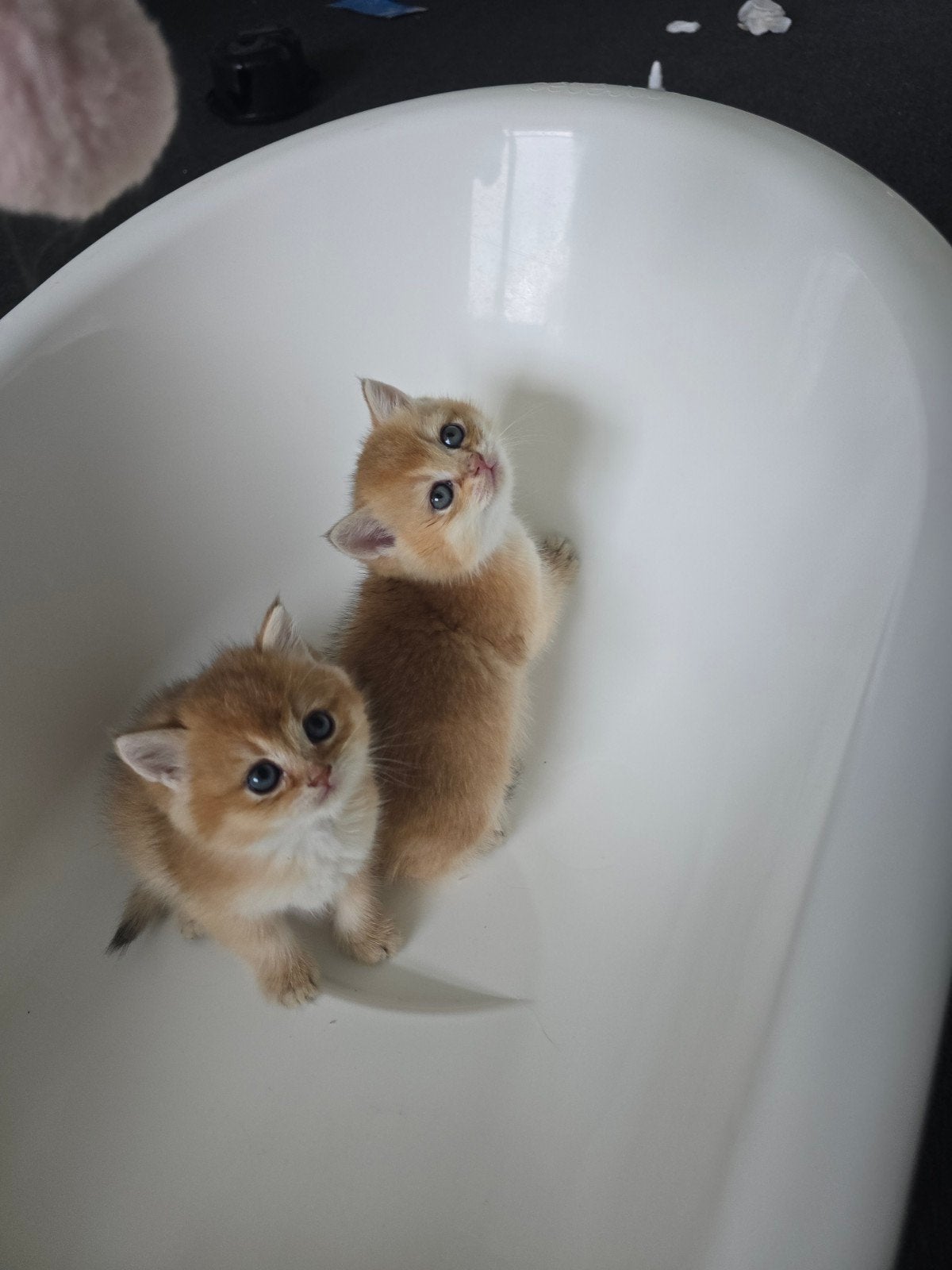 Britse korthaar golden shaded kittens, Kater