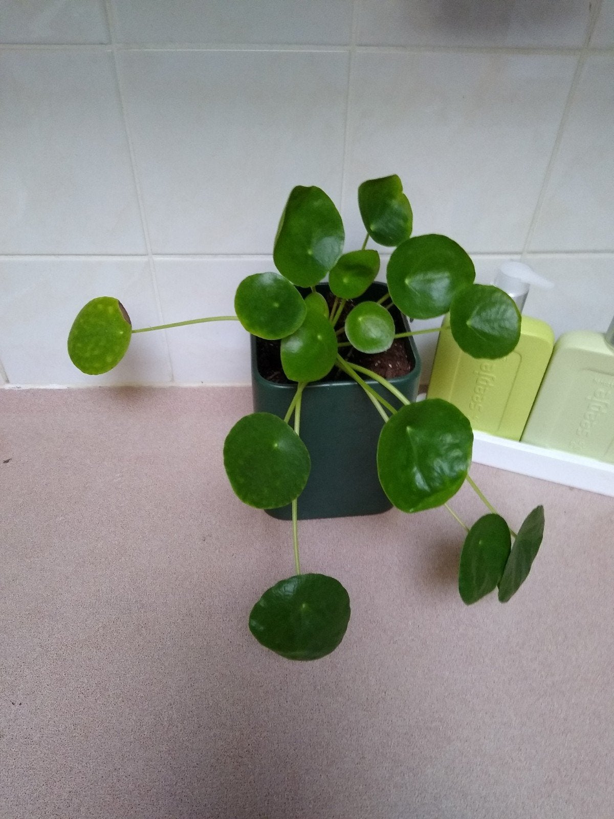 Mooie pannenkoekenplant (Pilea Peperomioides) in groene pot, Ophalen, Overige soorten, In pot, Minder dan 100 cm