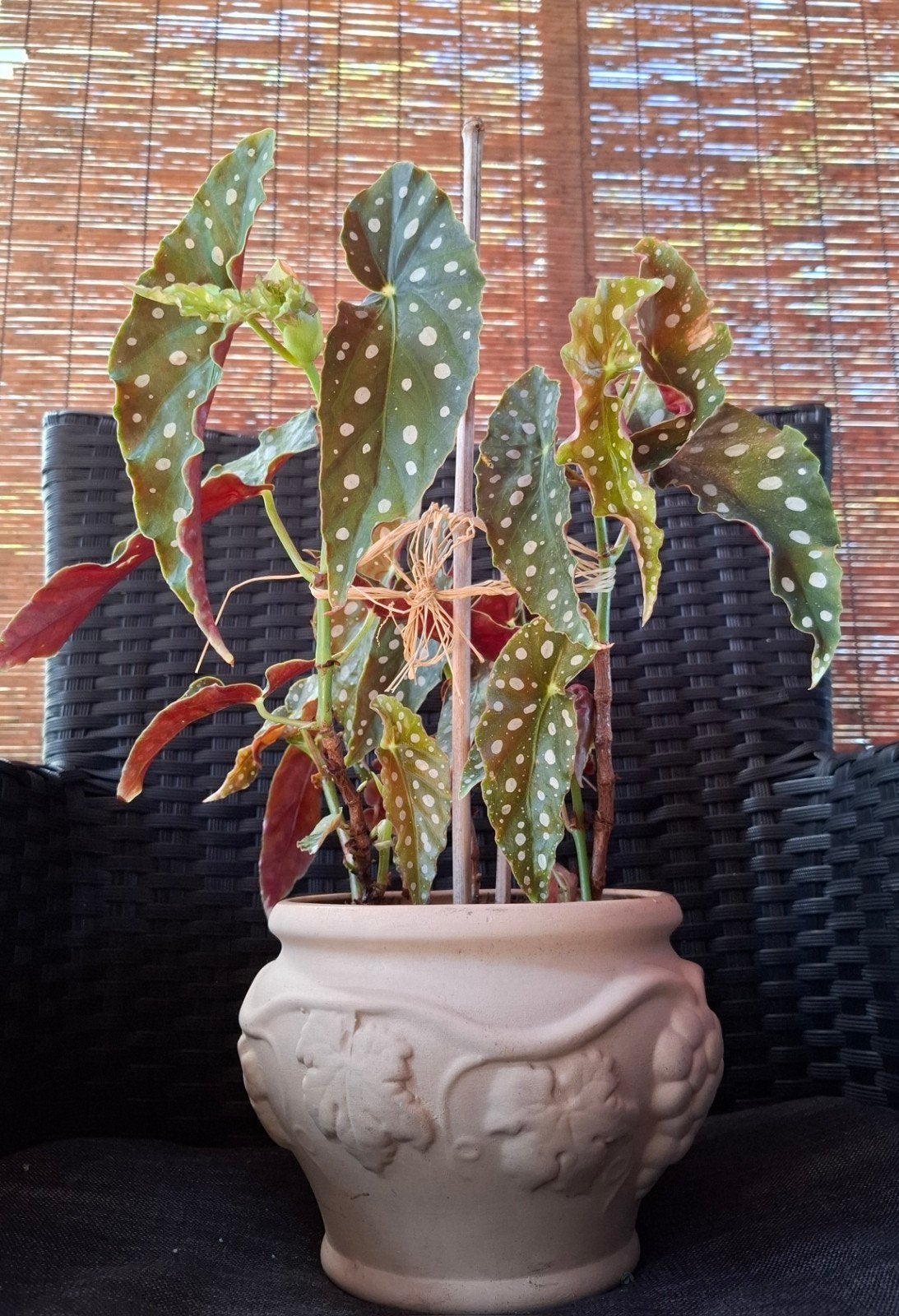 Polkadot Begonia in een mooie keramieke pot, Huis en Inrichting, Kamerplanten, Ophalen, In pot, Halfschaduw, Minder dan 100 cm