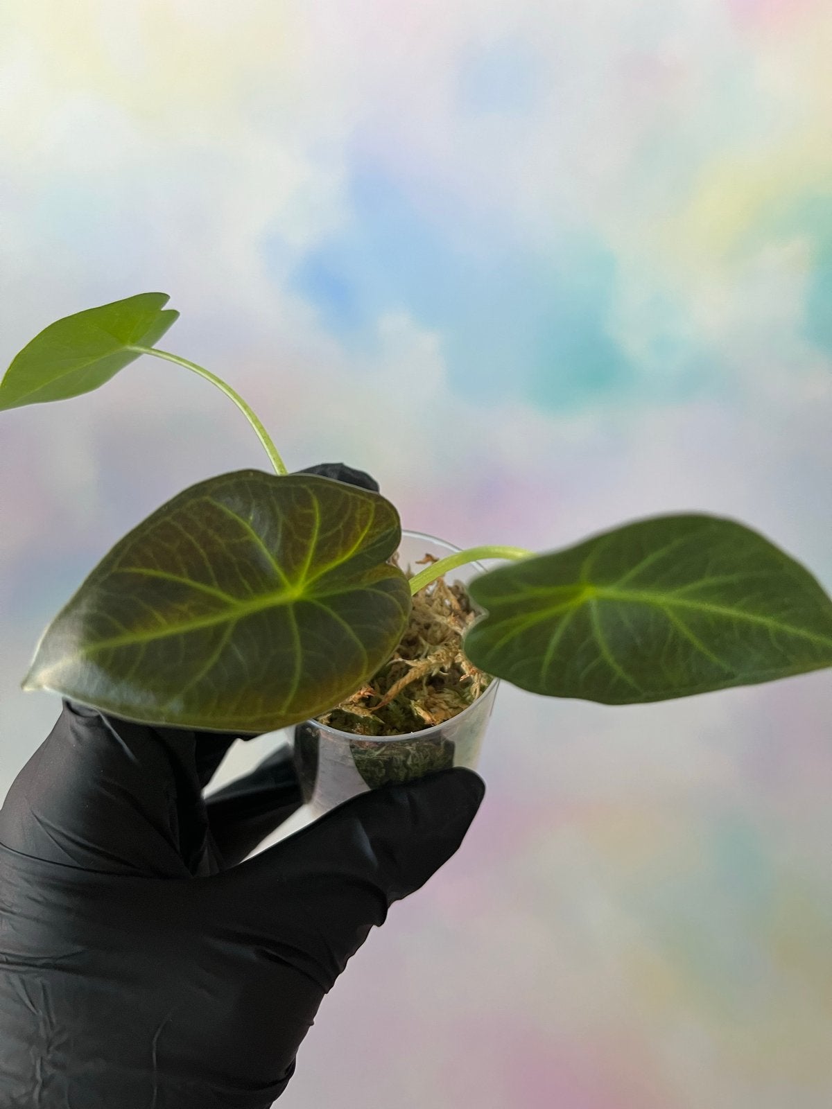 Alocasia Regal Shield, Vaste plant, Bloeit niet, Halfschaduw, Ophalen