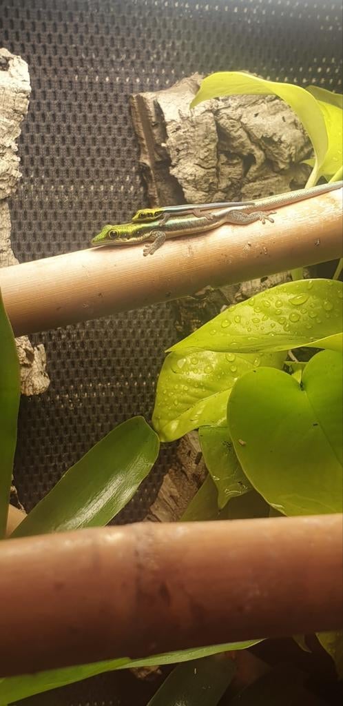 Phelsuma Klemmeri volwassen kweekkoppel