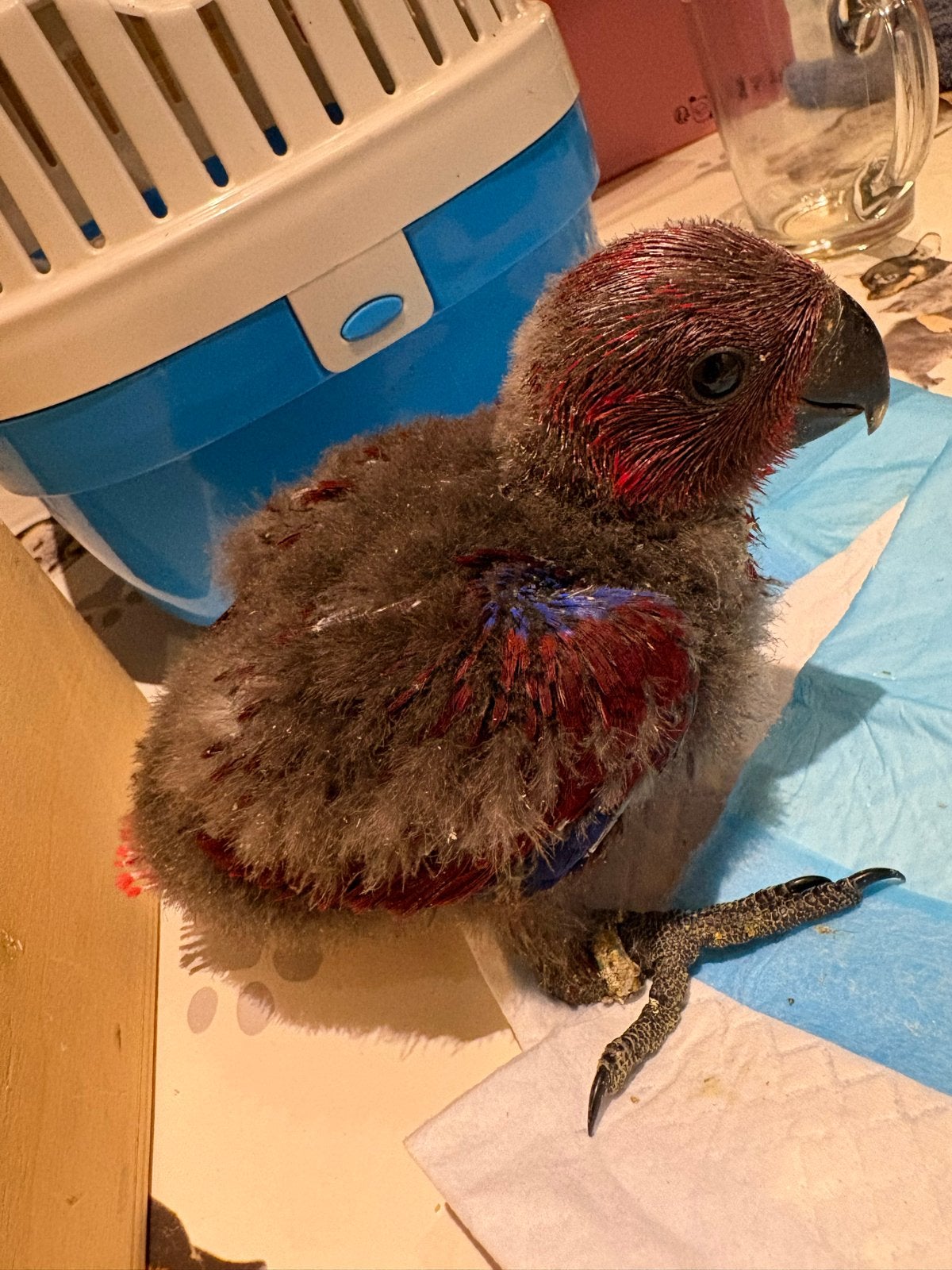 edel pop, Dieren en Toebehoren, Vrouwelijk, Papegaai, Tam