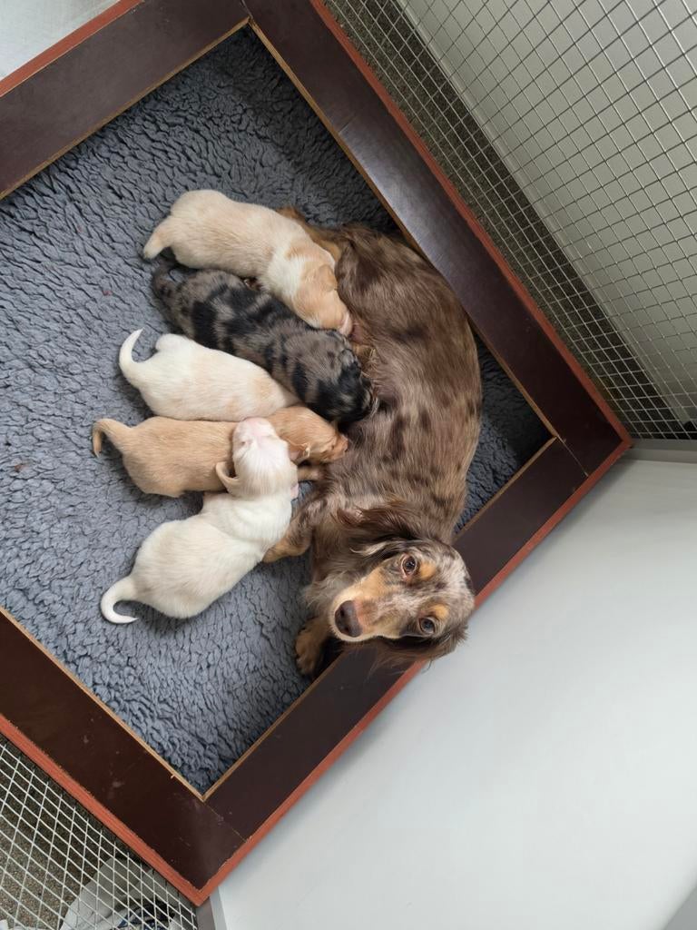 Prachtige langharige dwergteckels !!!, Parvo, 8 tot 15 weken, Dwerg, Langhaar