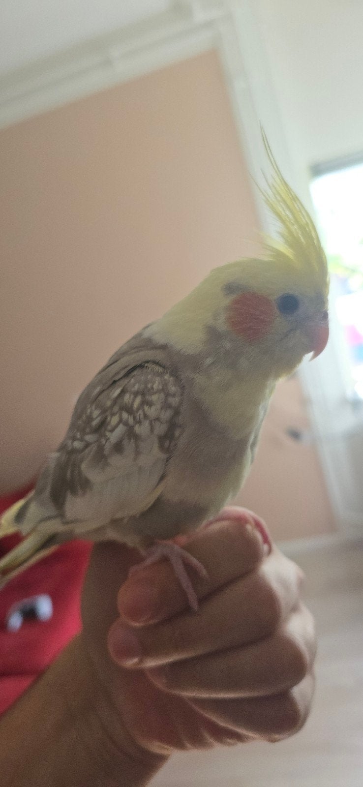twee mooi cockatiel te koop, Geslacht onbekend, Parkiet, Tam