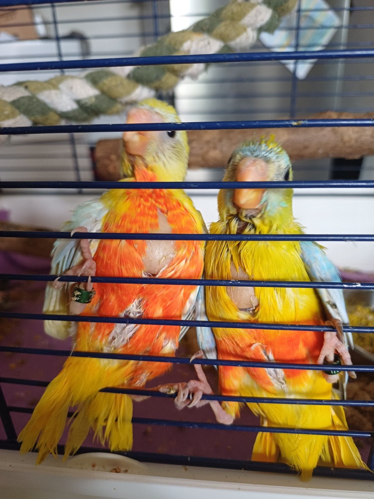 super tamme turquoisine babies, Geslacht onbekend, Parkiet