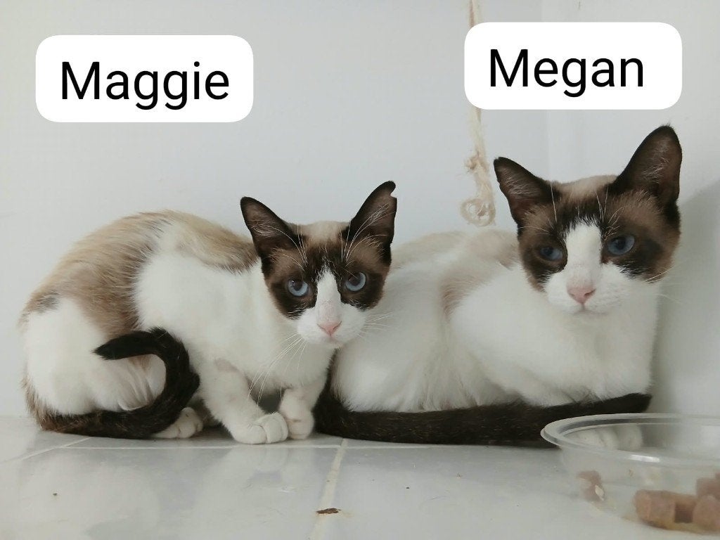 MJM Dogs Foundation: Maggie nog vrij+ Megan( pre-reservering, Dieren en Toebehoren, Katten en Kittens | Overige Katten, Poes, Kortharig
