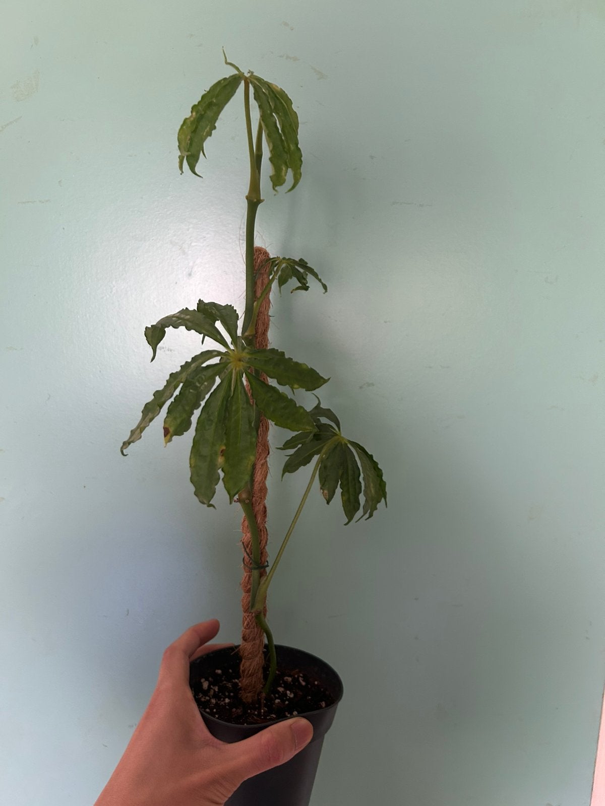 Anthurium polyschistum, Huis en Inrichting, Kamerplanten, Ophalen of Verzenden, Halfschaduw, Minder dan 100 cm