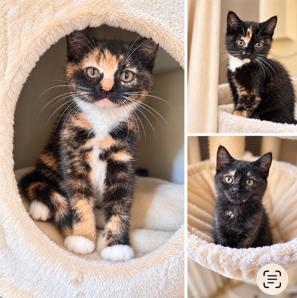 3 lieve Britse Korthaar kruising poesjes incl vacc.Mogen mee, Dieren en Toebehoren, Poes, Ontwormd, 0 tot 2 jaar