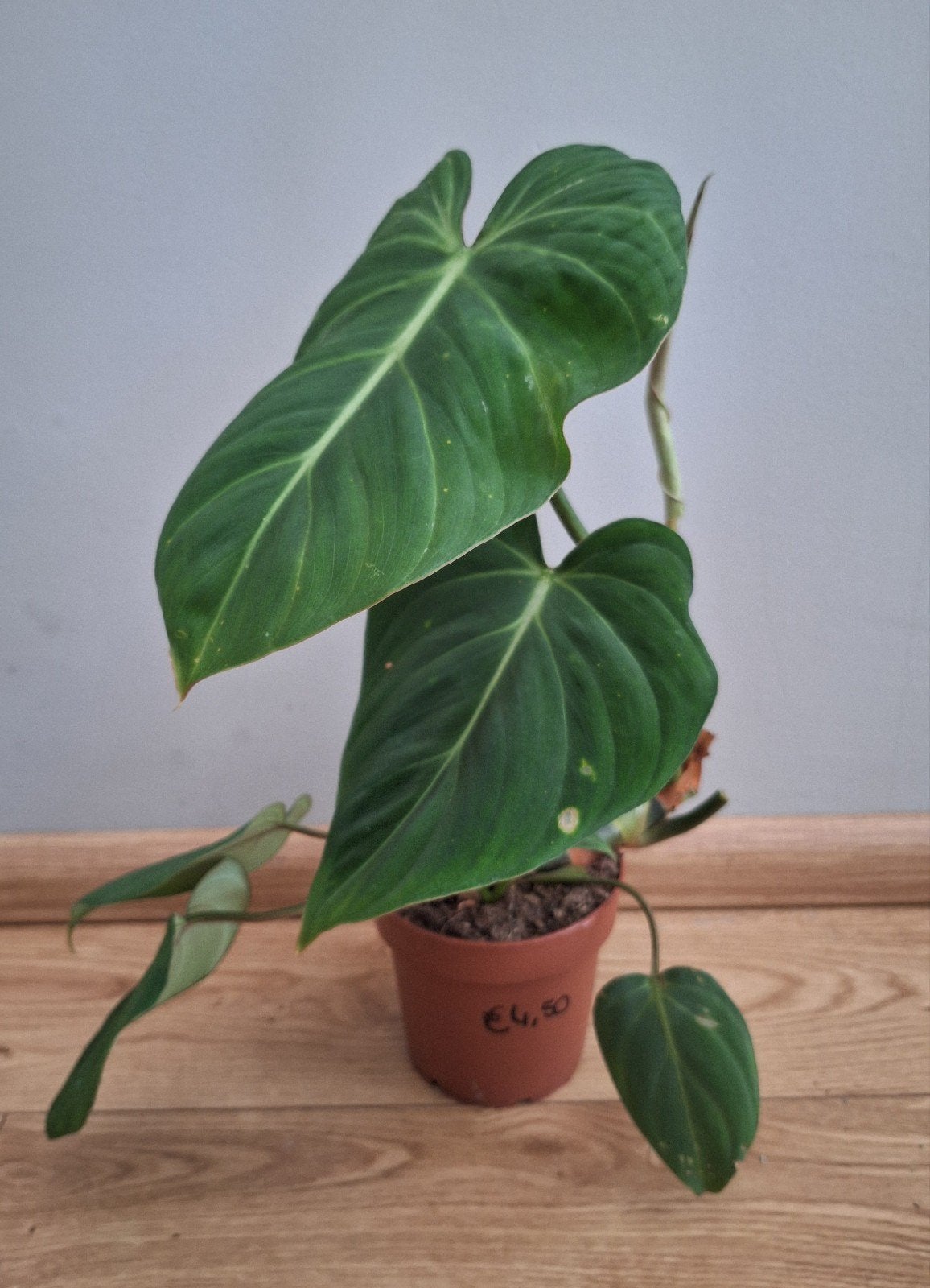 Philodendron gloriosum, Ophalen, Halfschaduw, Minder dan 100 cm