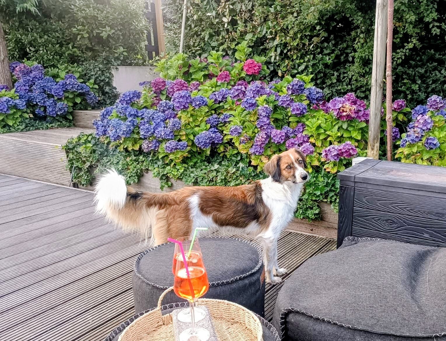 Puppy's Australian Shepherd mix, Sheepdog, Parvo, 8 tot 15 weken, Meerdere