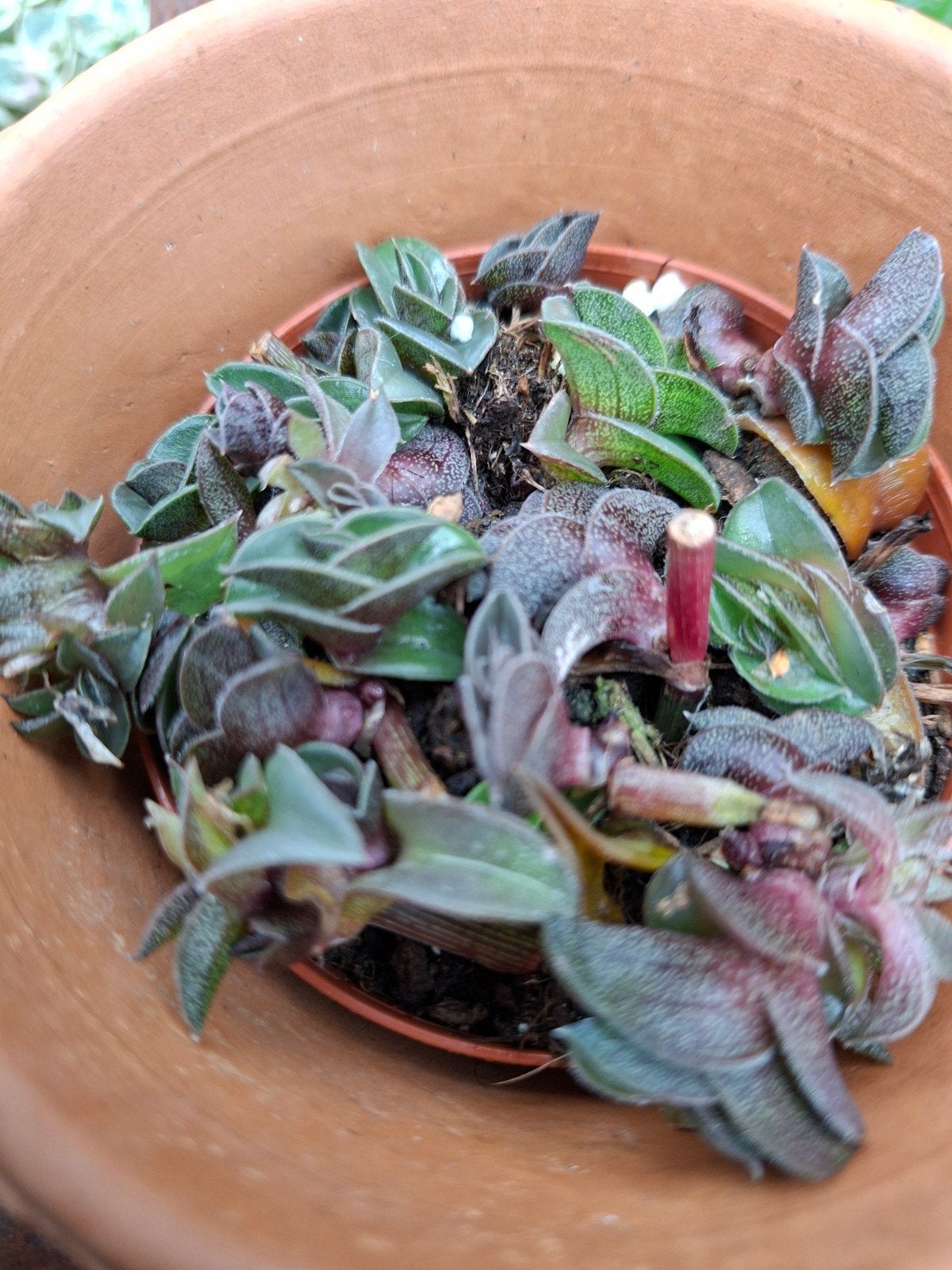 tradescantia navicularis, Ophalen of Verzenden, Halfschaduw, Minder dan 100 cm