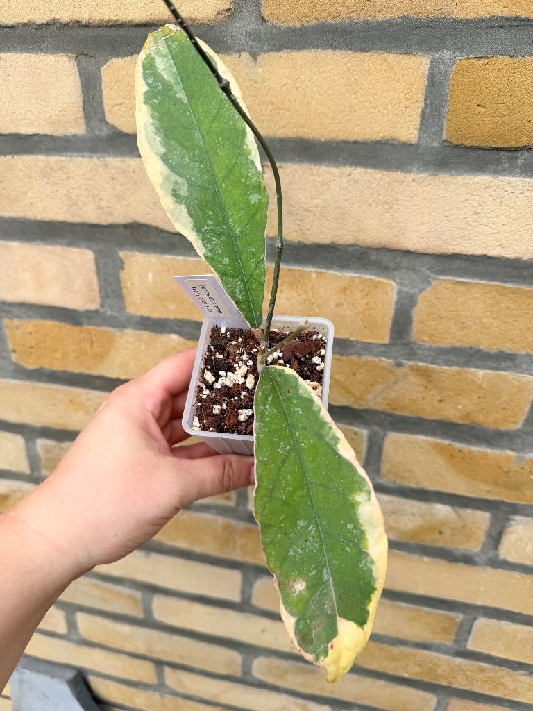 Hoya Peninsularis Variegated sp. Perak 'Teddy Bear', Ophalen of Verzenden, Halfschaduw, Minder dan 100 cm