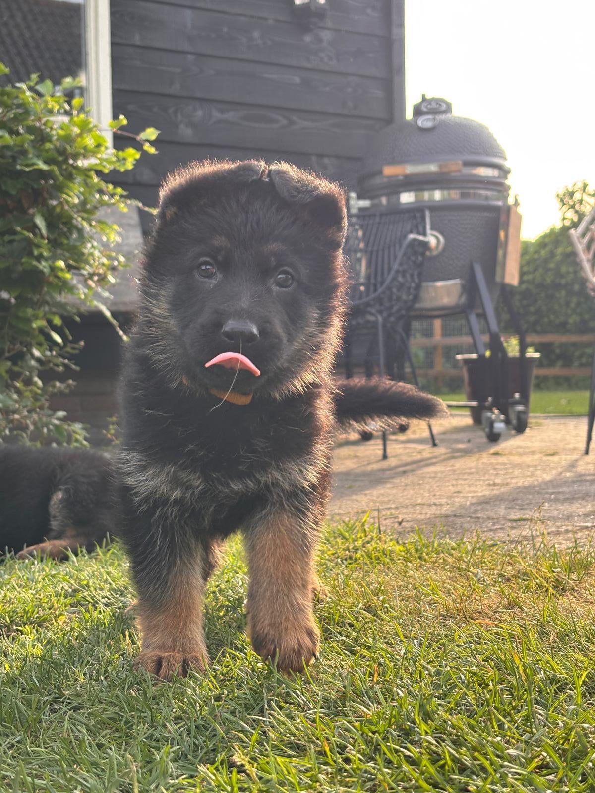 Duitse herder puppy’s, 8 tot 15 weken, Meerdere, Meerdere dieren, Herder
