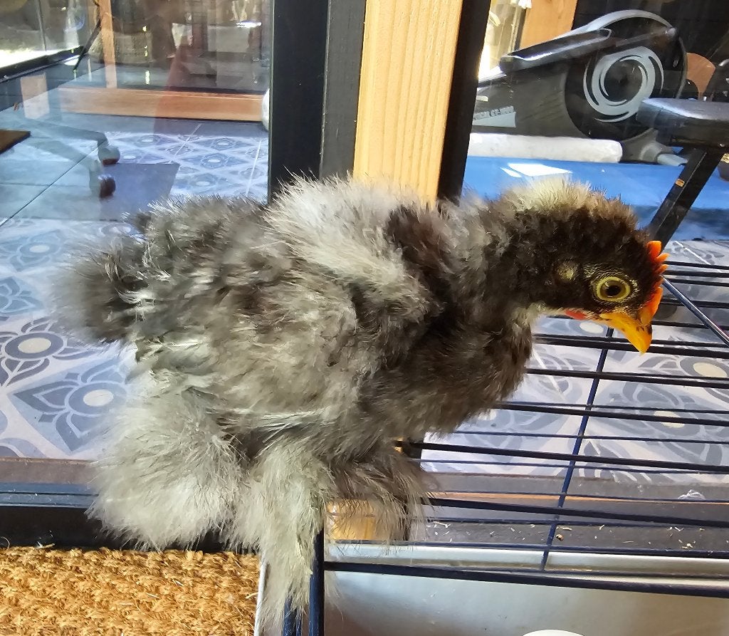 Gratis af te halen: cochinkriel haantje, Dieren en Toebehoren, Pluimvee, Kip, Mannelijk