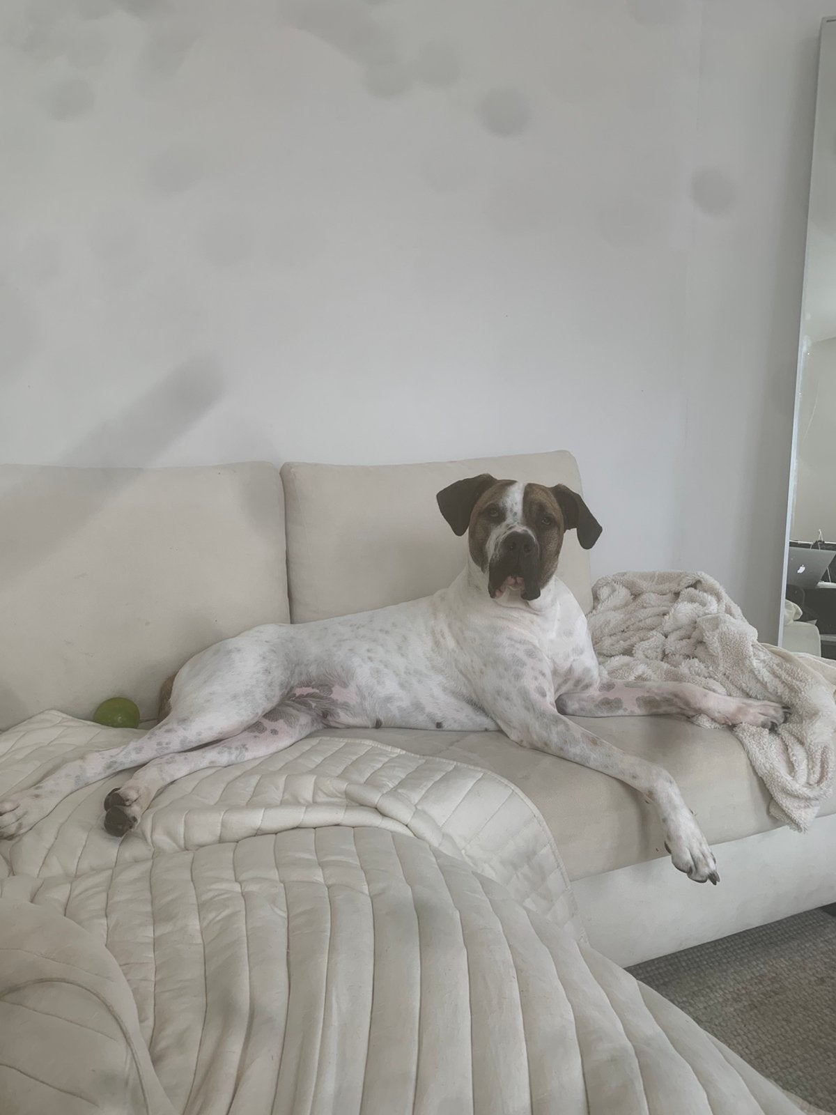 Presa canario teefje van 1,5 jaar tri color/brindle, Overige rassen, 1 tot 2 jaar, Teef, Parvo