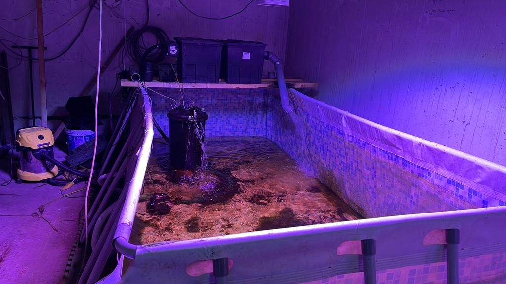 Quarantainebak, zwembad met vijverfilter, Tuin en Terras, Ophalen of Verzenden, Zo goed als nieuw, Vijverfilter