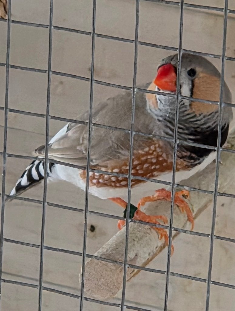 Zebravink, Ophalen, Overige typen