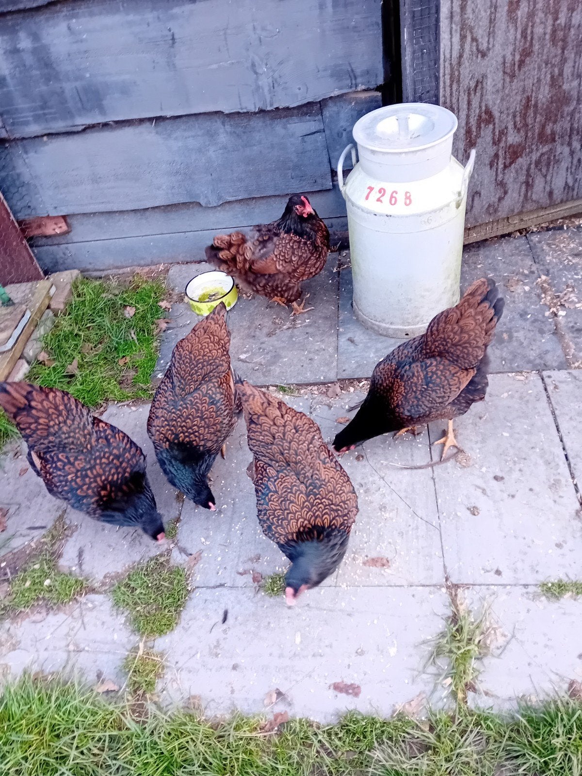 broedeieren te koop van de Barneveldse kippen dubbel gezoomd, Dieren en Toebehoren, Pluimvee, Geslacht onbekend, Kip