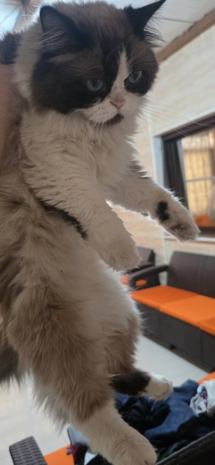 prachtige honey wil een baasje, Dieren en Toebehoren, Poes, Langharig, 0 tot 2 jaar