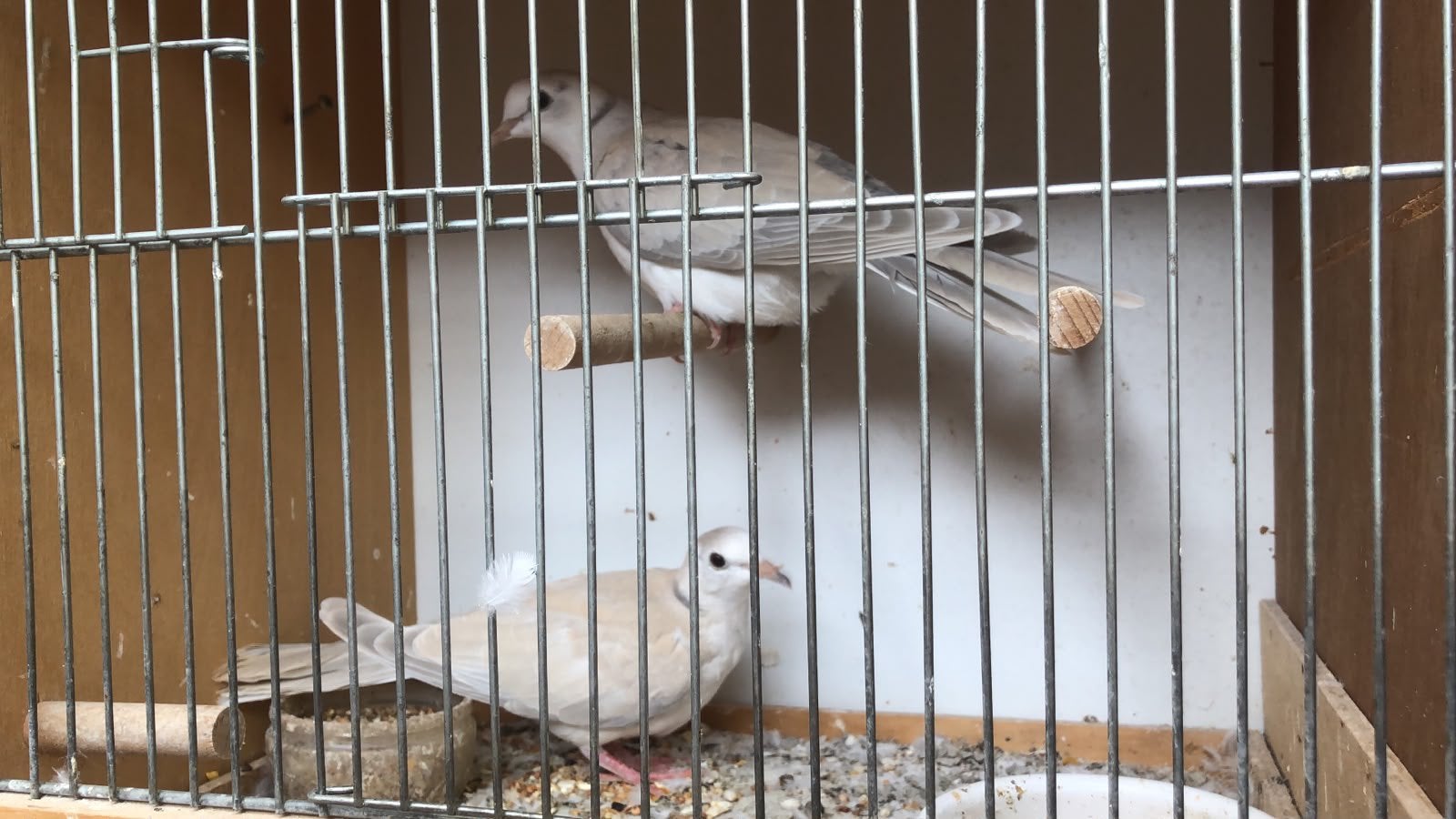 Jongen lachduifjes, Dieren en Toebehoren, Vogels | Duiven, Meerdere dieren
