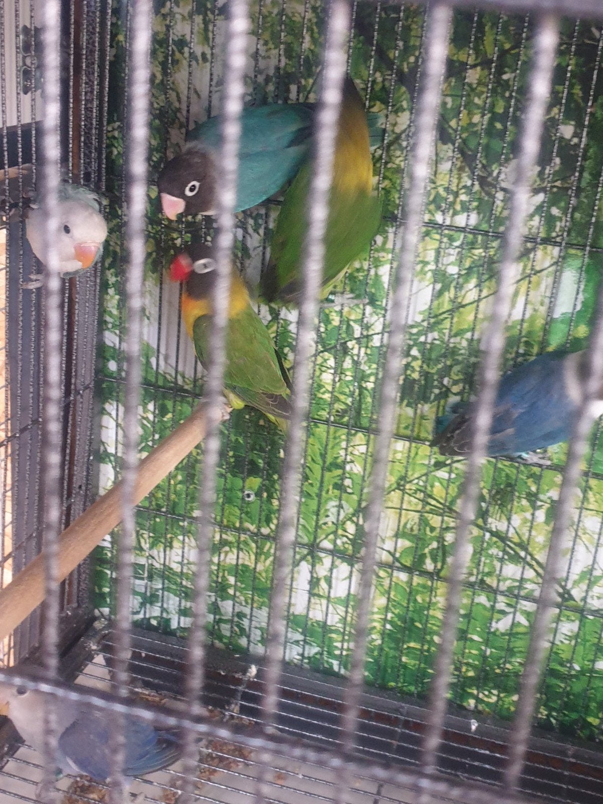 Dwerg papegaaien, Dieren en Toebehoren, Meerdere dieren, Dwergpapegaai of Agapornis